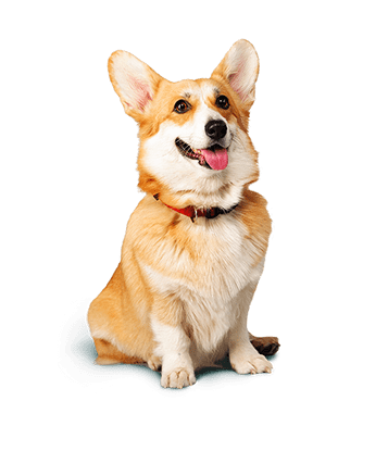 corgi