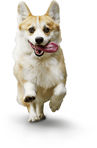 corgi